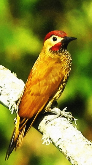 Golden Woodpecker Scout