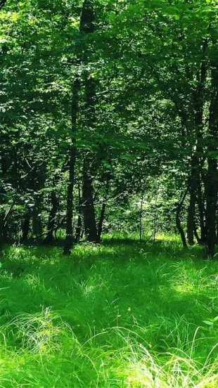 Inviting Green Forest