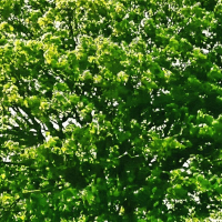 Windy Green Branches