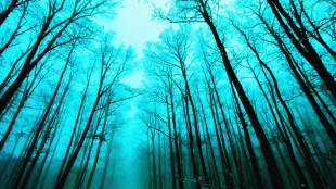 Winter Blue Trees Summit