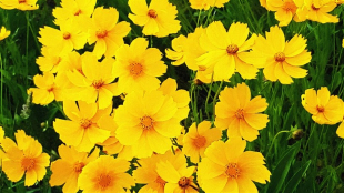 Yellow Coreopsis Flowers Field