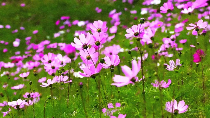 Pink Cosmos Flower Field