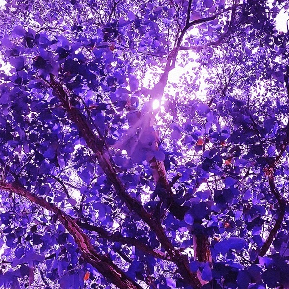 Purple Leaves Branches