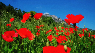 Red Poppy Mountain Field