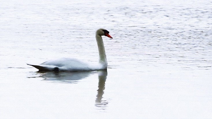 White Swan Cruising